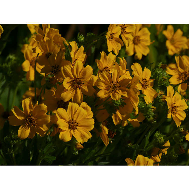 Engelmannia peristenia 'Bergheim' - Engelmann's daisy