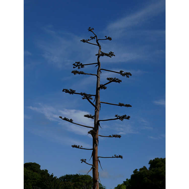 Agave salmiana var. ferox 'Logan Calhoun' - giant century plant