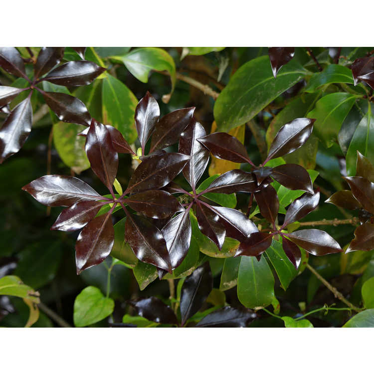 Illicium anisatum 'Murasaki-no-sato' - Purple Glaze variegated star anise
