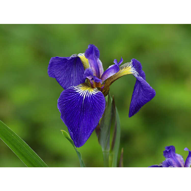 Iris setosa 'Hokkaido Purple'