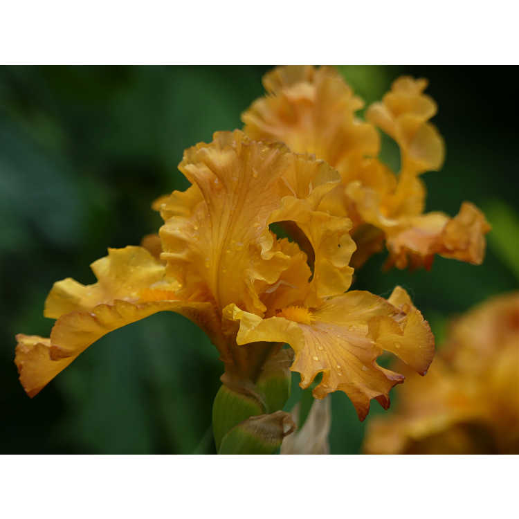Iris 'Golden Panther' - tall bearded iris
