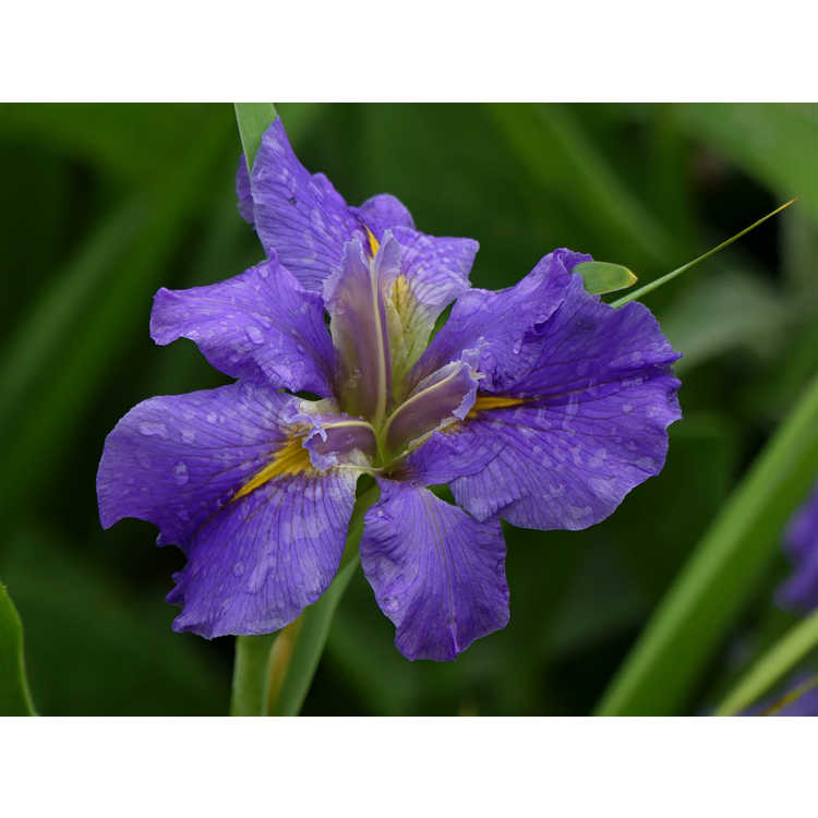 Iris - iris