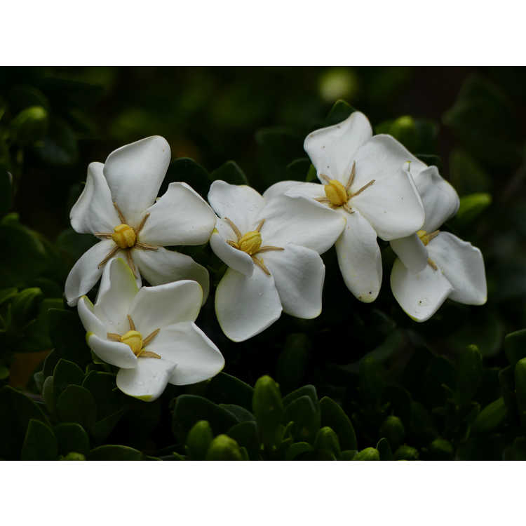 Gardenia jasminoides 'Lynn Lowrey' - Cape jasmine