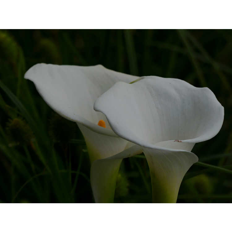 variegated calla lily