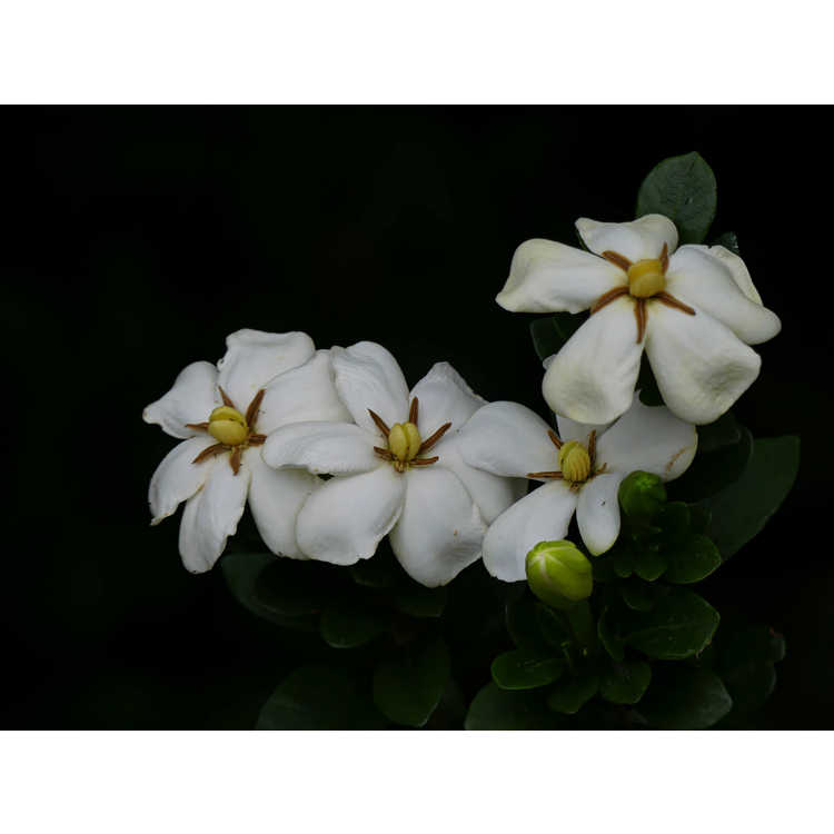 <em>Gardenia jasminoides</em> 'Madga 1'