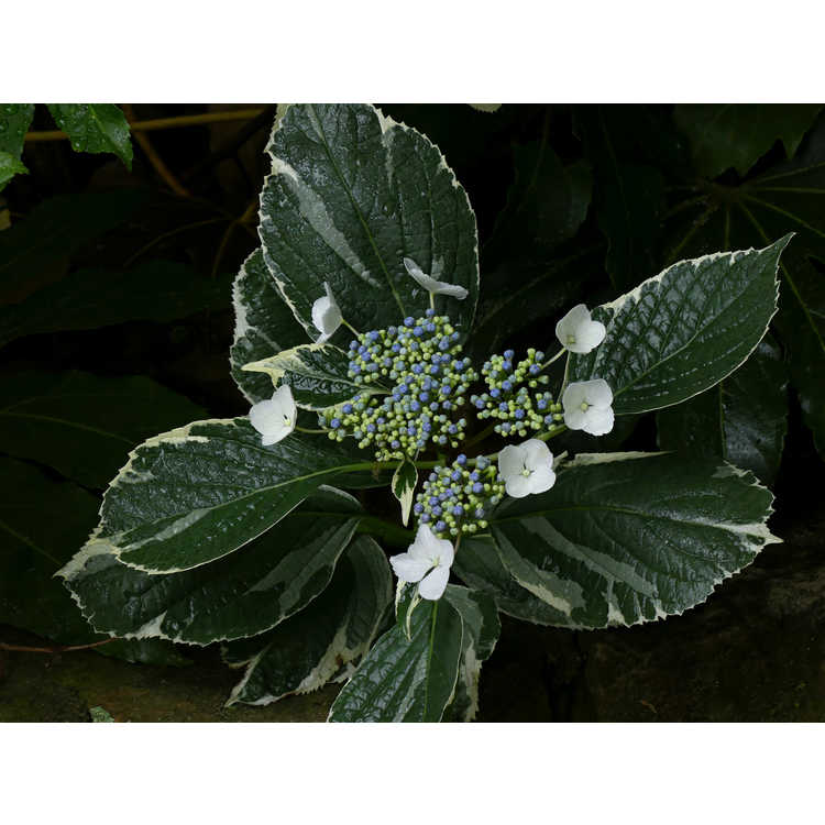 Hydrangea macrophylla 'Mariesii Variegata' - variegated bigleaf hydrangea