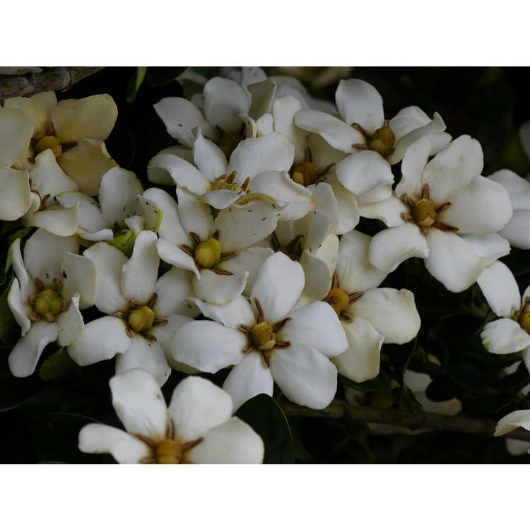 Gardenia jasminoides 'Cutie Pie' - Cape jasmine