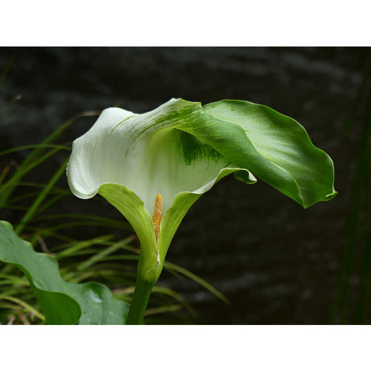 Zantedeschia aethiopica 'Green Goddess' - calla lily