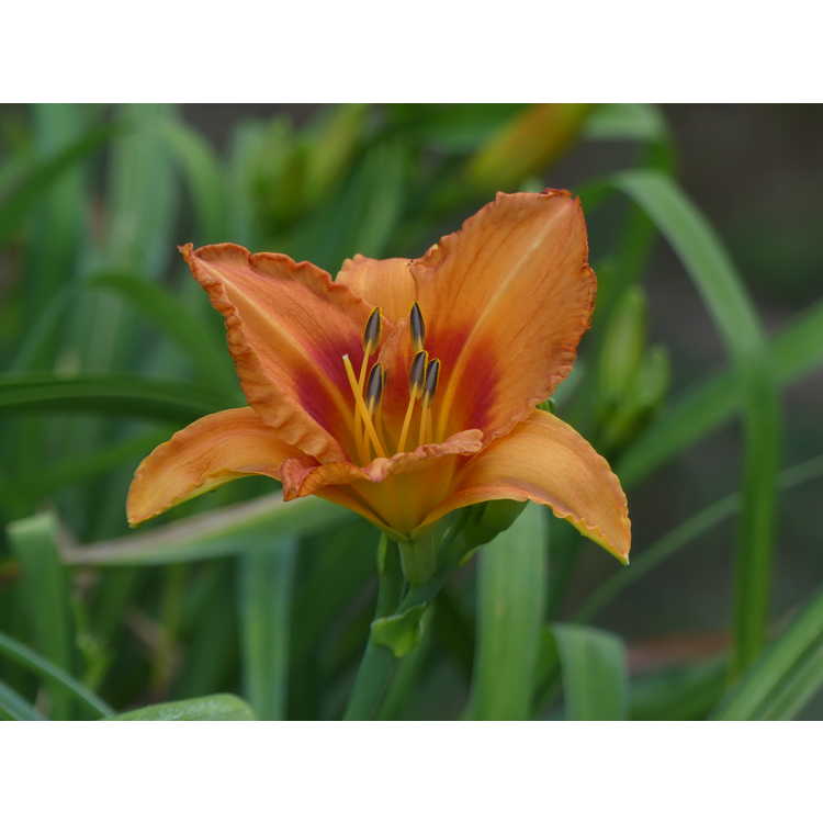 Hemerocallis 'Leebea Orange Crush' - daylily