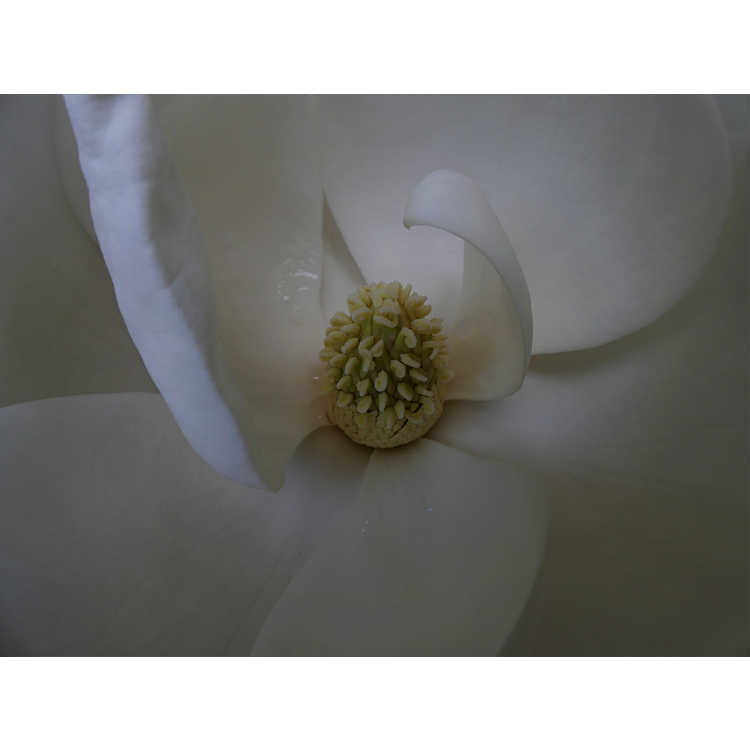 Magnolia grandiflora 'Southern Pride'
