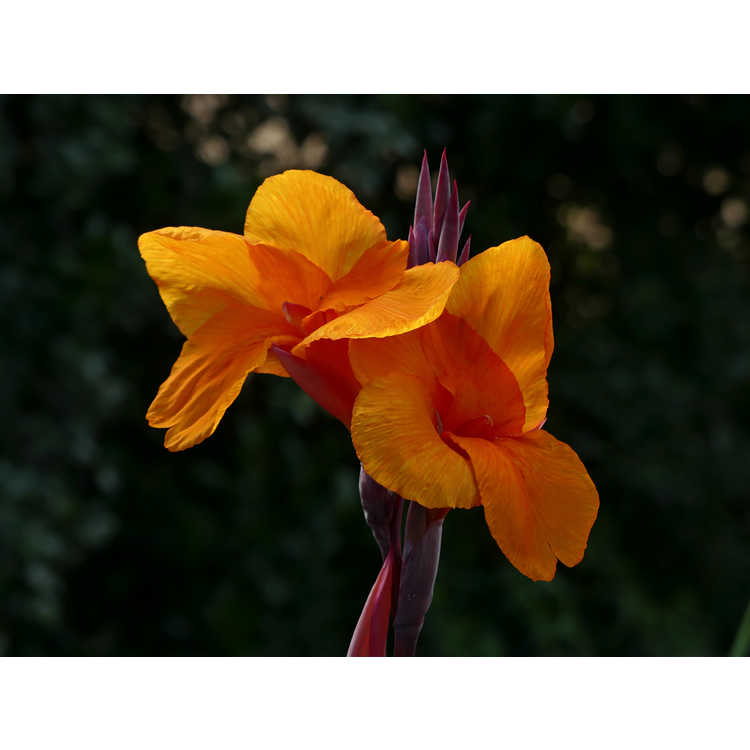 Canna 'Pacific Beauty' - canna lily