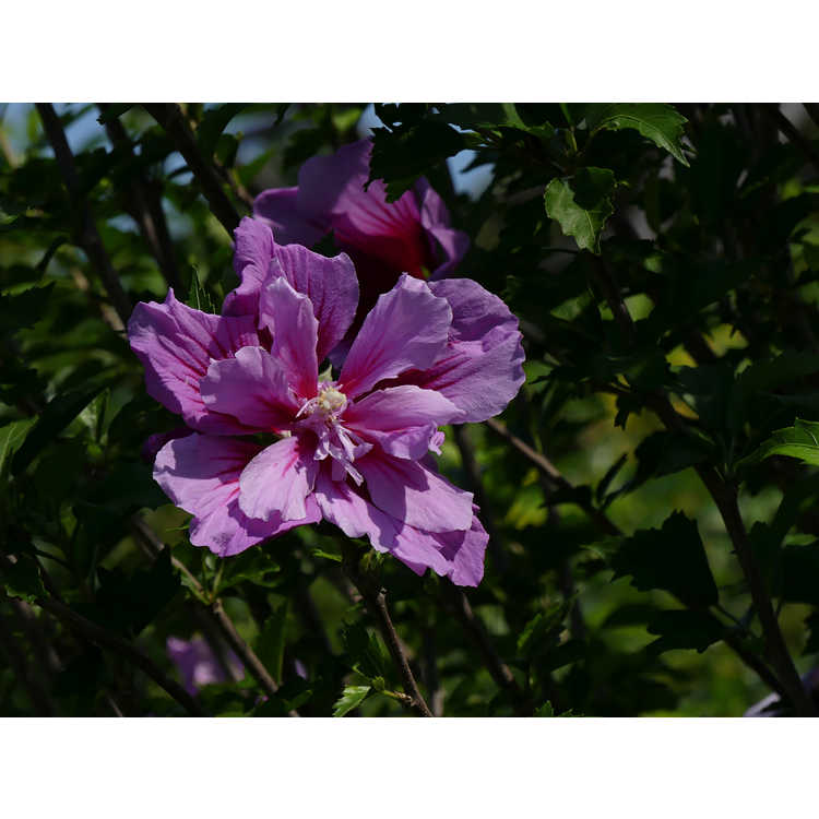 Hibiscus syriacus Gandini Santiago Purple Pillar