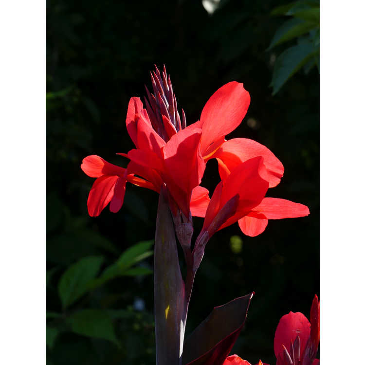 Canna 'Red Wine' - canna lily
