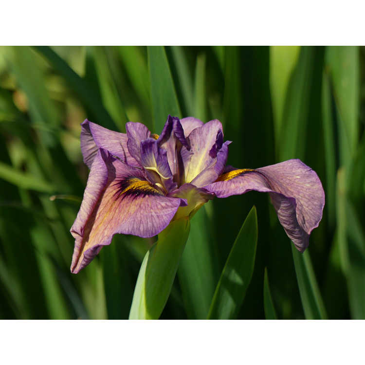 Iris 'Yasha' - pseudata iris