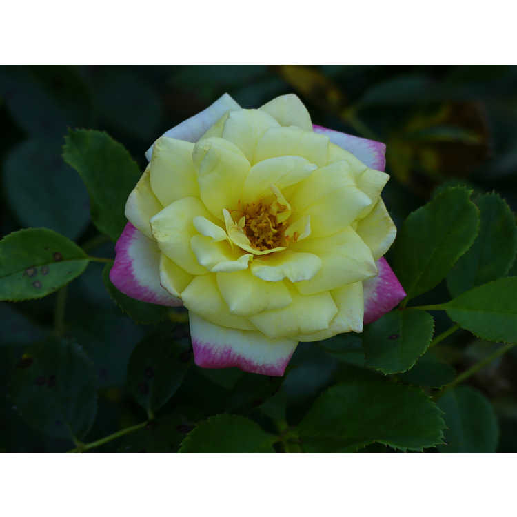 Rosa 'Baibox' - Easy Elegance Music Box Music Box shrub rose