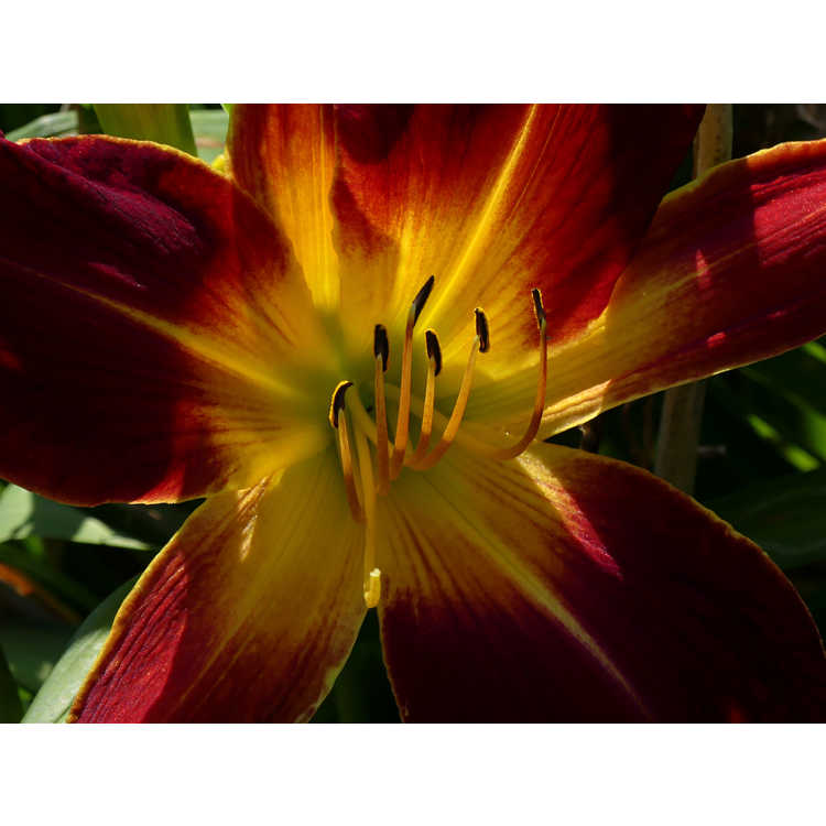 Hemerocallis 'Ruby Spider' - Ruby Spider hybrid daylily
