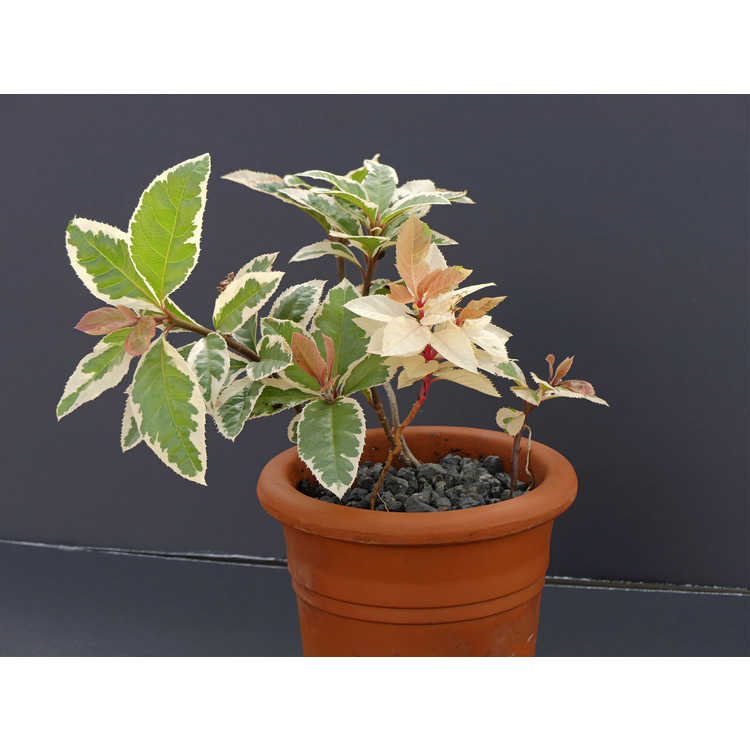 White King variegated marlberry