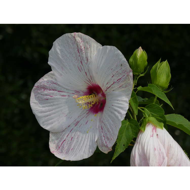 Hibiscus 'Peppermint Flare'
