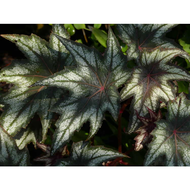 Begonia 'Little Brother Montgomery' - hardy begonia