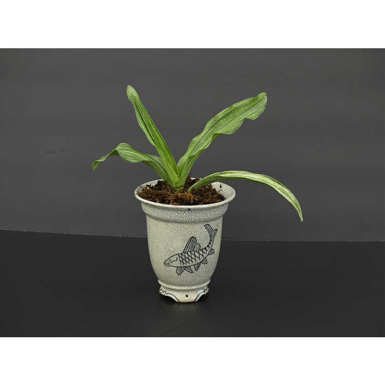 Rohdea japonica 'Miho-no-matsu' - sacred lily