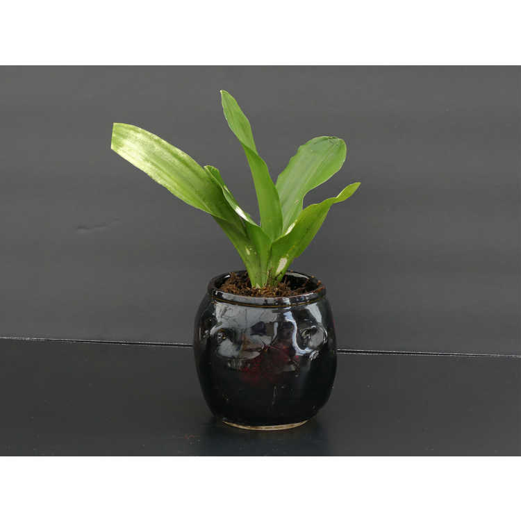 Rohdea japonica 'Washit Aka Kuma' - sacred lily