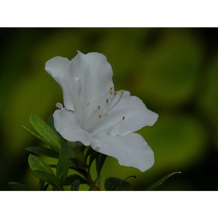 Rhododendron 'Rlh1-15p3' - White Nobility azalea
