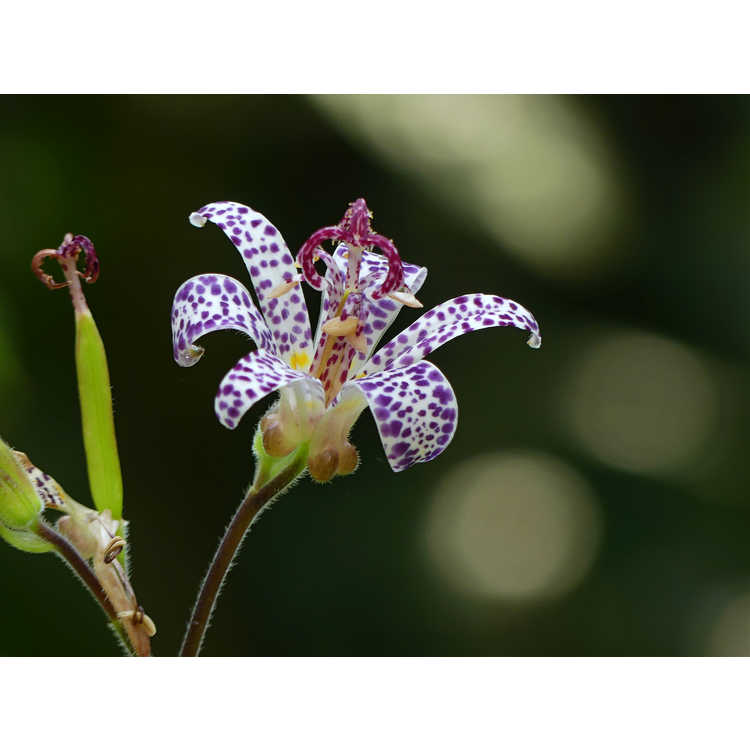 Tricyrtis 'Imperial Banner'