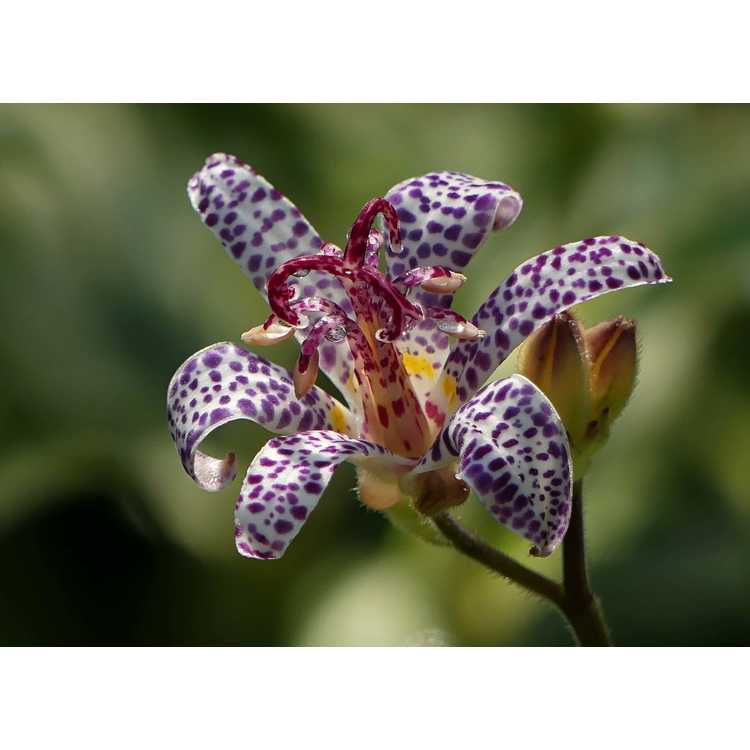 Tricyrtis 'Imperial Banner'