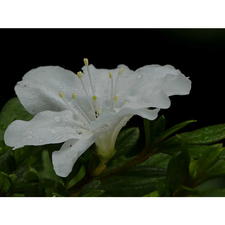 Rhododendron 'Rlh1-15p3' - White Nobility azalea