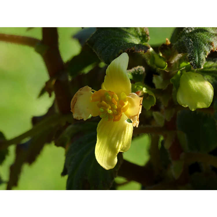 Begonia TNBEGDY Daystar Yellow