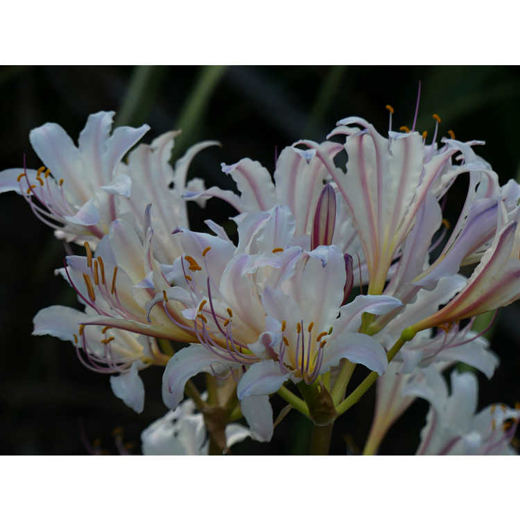 Lycoris chinensis × L. sprengeri