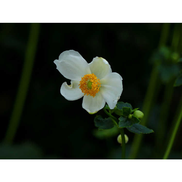 Anemone hupehensis 'Pretty Lady Maria' - windflower