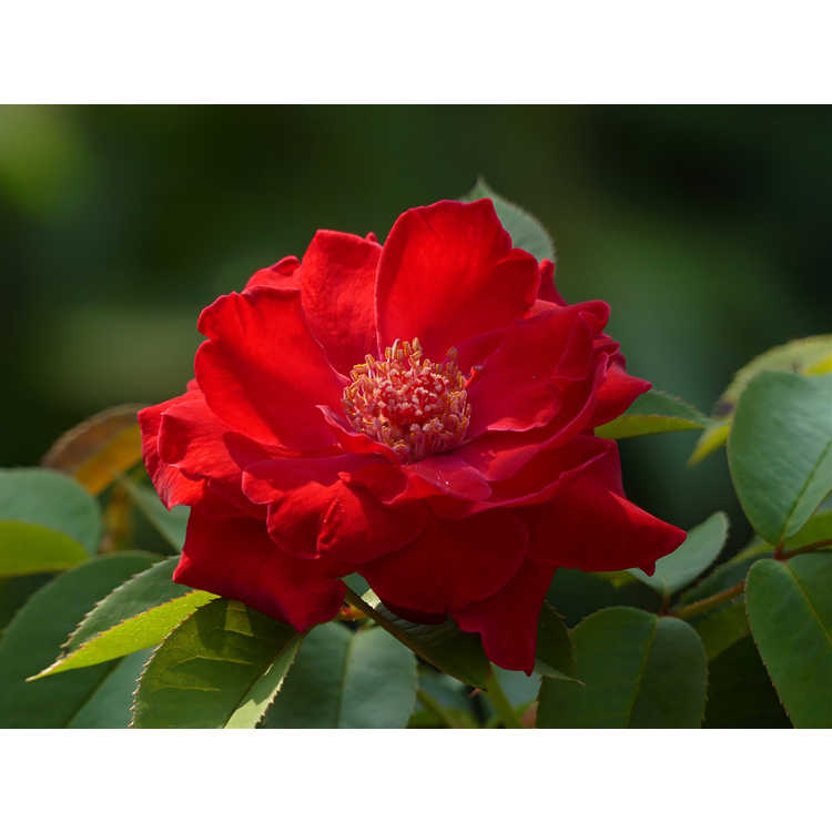 Rosa 'Baiark' - Easy Elegance Como Park Como Park shrub rose