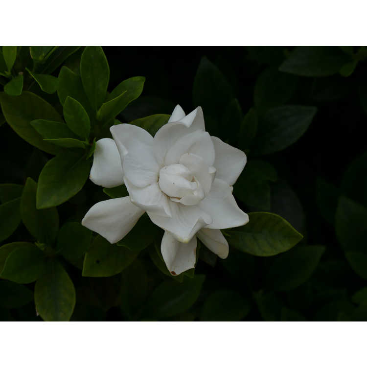 Gardenia jasminoides Leeone Jubilation