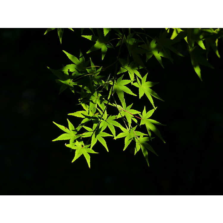 Acer palmatum 'Nishiki gawa'
