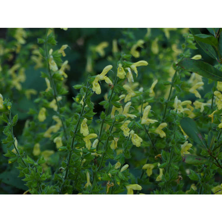 Salvia nipponica - Japanese woodland sage