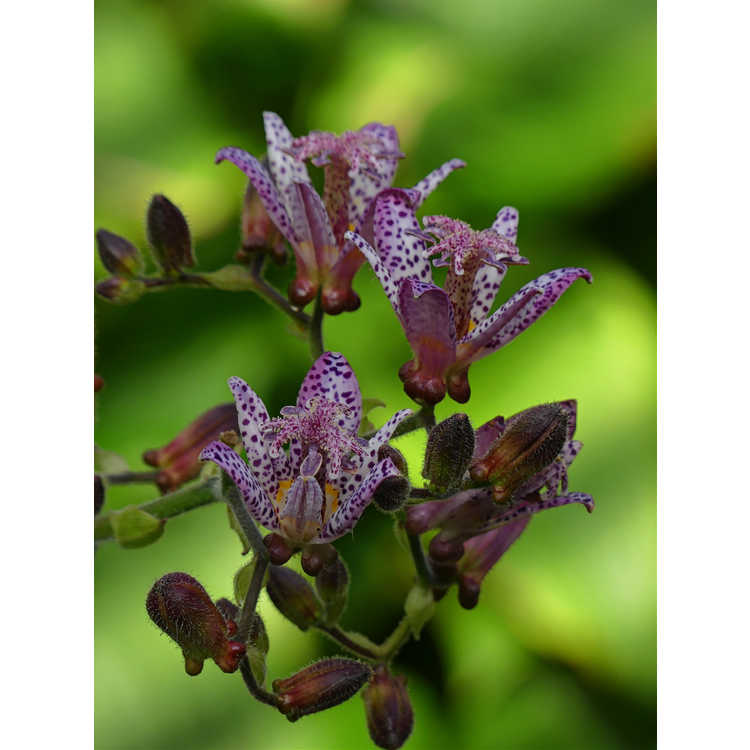 Tricyrtis 'Fluffy Orchid'
