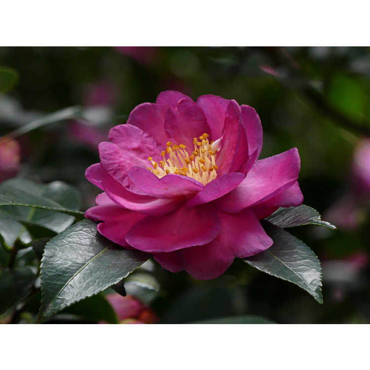 Camellia vernalis Hiryû