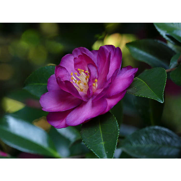 Camellia vernalis Hiryû