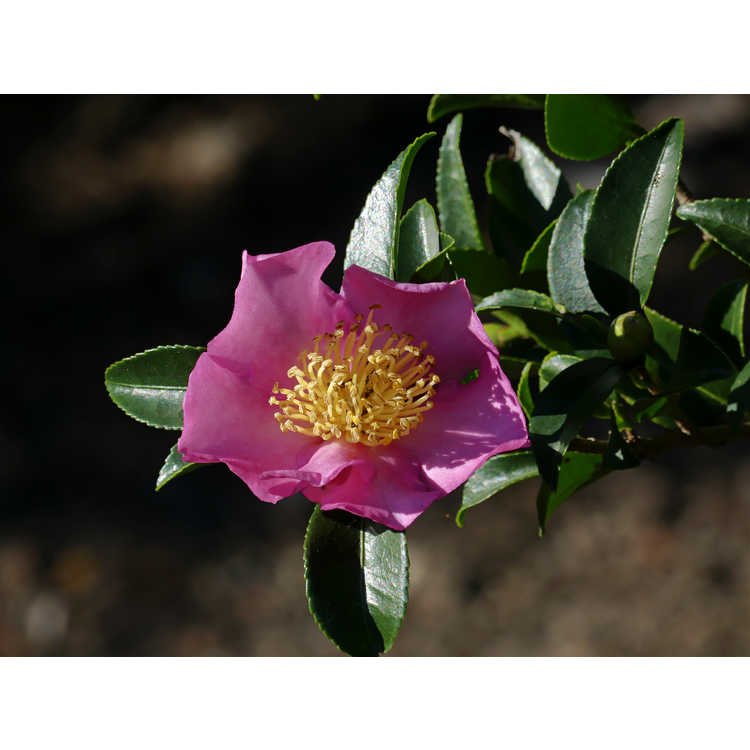 Camellia sasanqua 'Rosy Pillar'