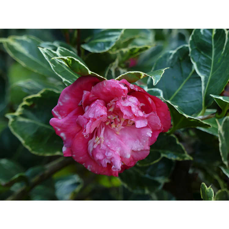 Camellia japonica 'Benten-kagura' - Japanese camellia