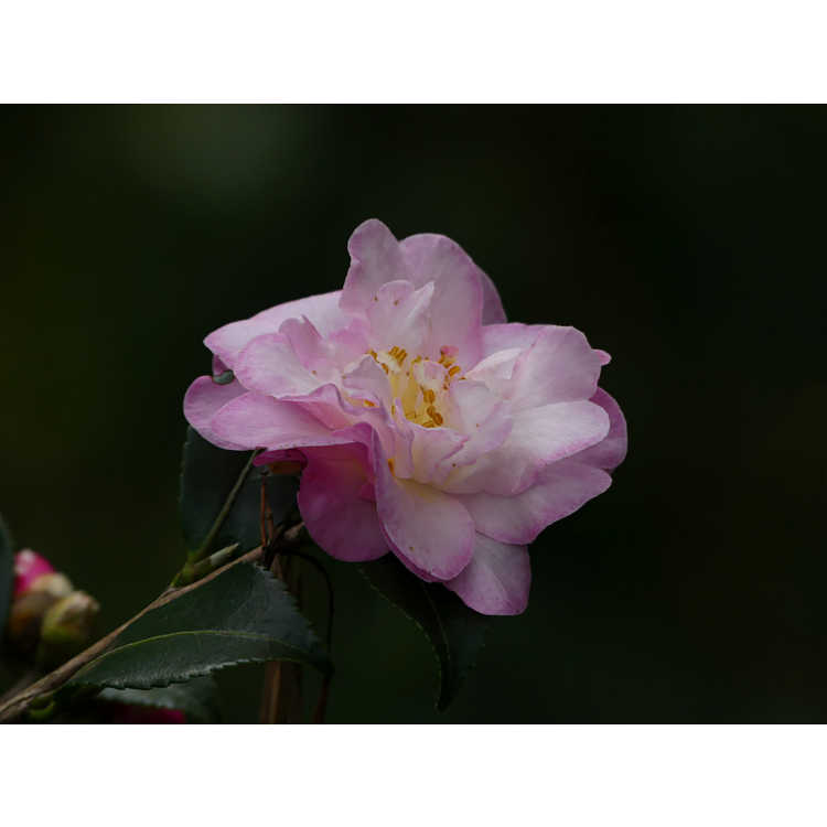Camellia sasanqua 'Green 94-035'