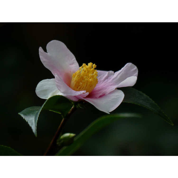 Camellia Yume