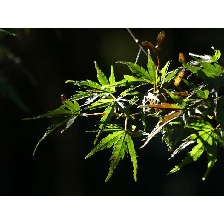 Acer palmatum 'Wou Nishiki'