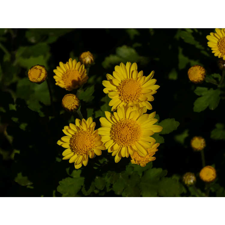 Chrysanthemum 'Golden Lida Thomas'