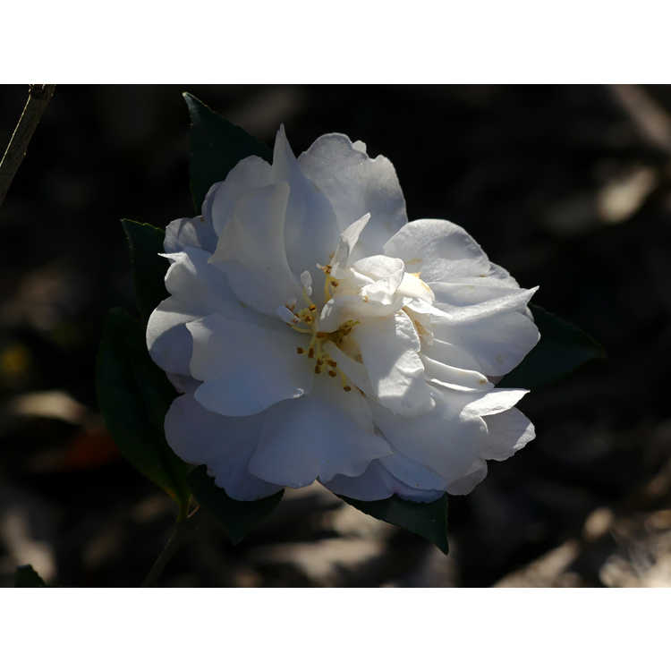 Camellia sasanqua 'Autumn Rocket' - sasanqua camellia