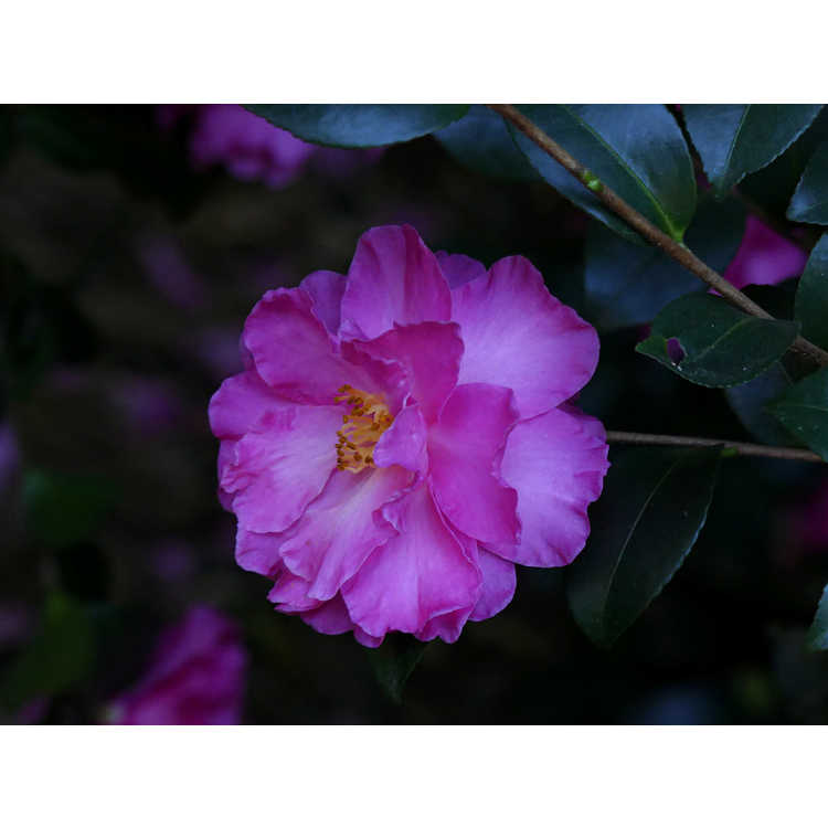 Camellia ×hiemalis 'Rose of Autumn'