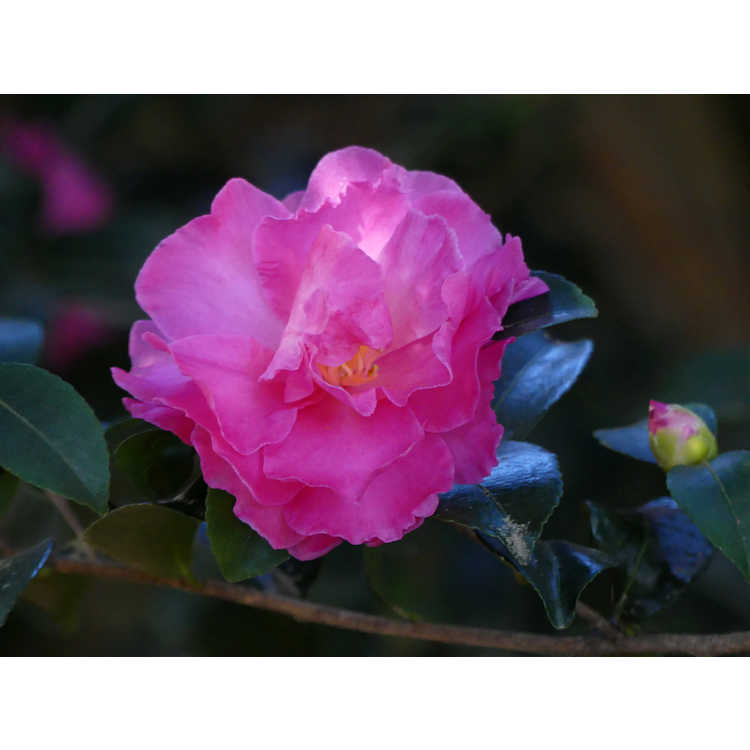 Camellia ×hiemalis 'Rose of Autumn'