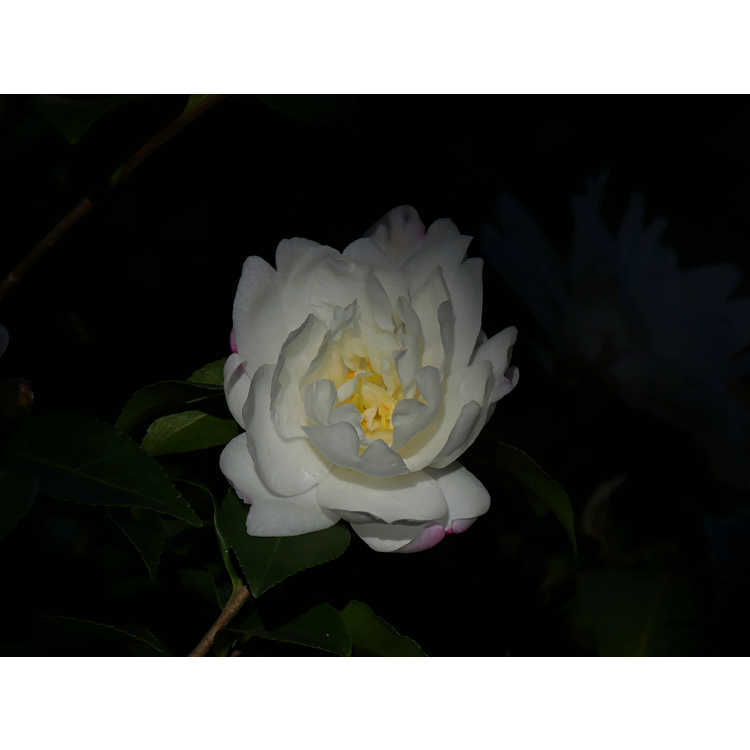 Camellia sasanqua 'Fuji-no-yuki'