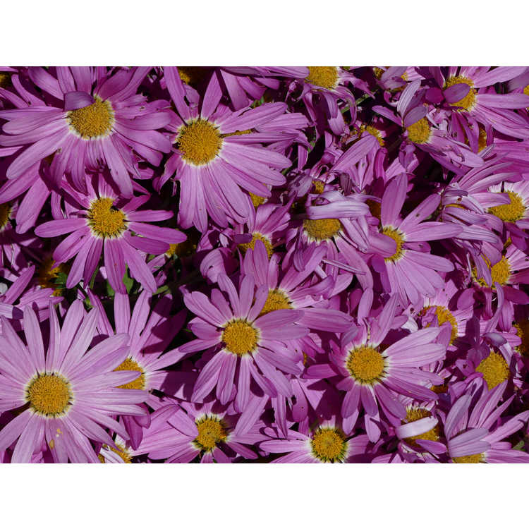 Chrysanthemum 'Lavender Lady'